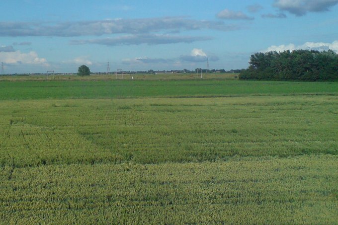 Photo of field crop 1
