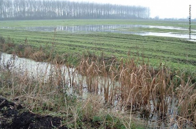 Photo of field crop